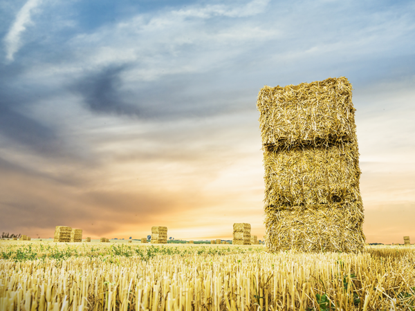 Canadian hay export customers