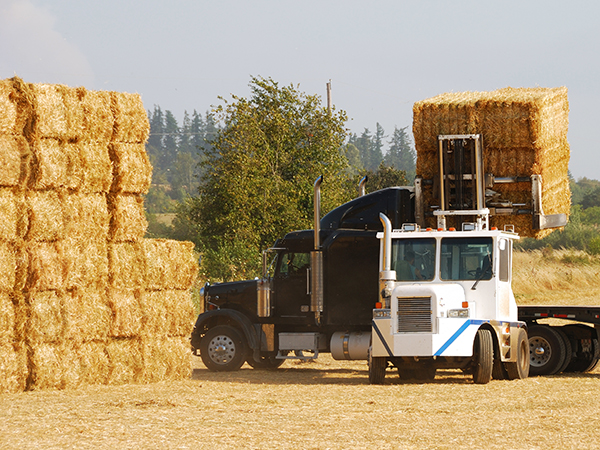 Loading a hay truck at the field